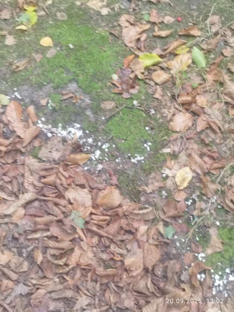 Giftköder-Weiße Substanz im Tiergarten-Profilbild