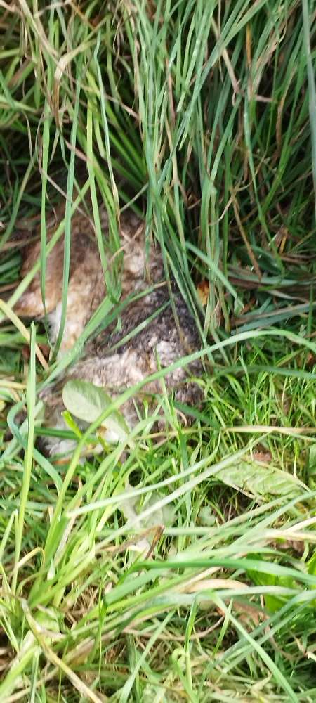 Giftköder-Toter Hase-Profilbild