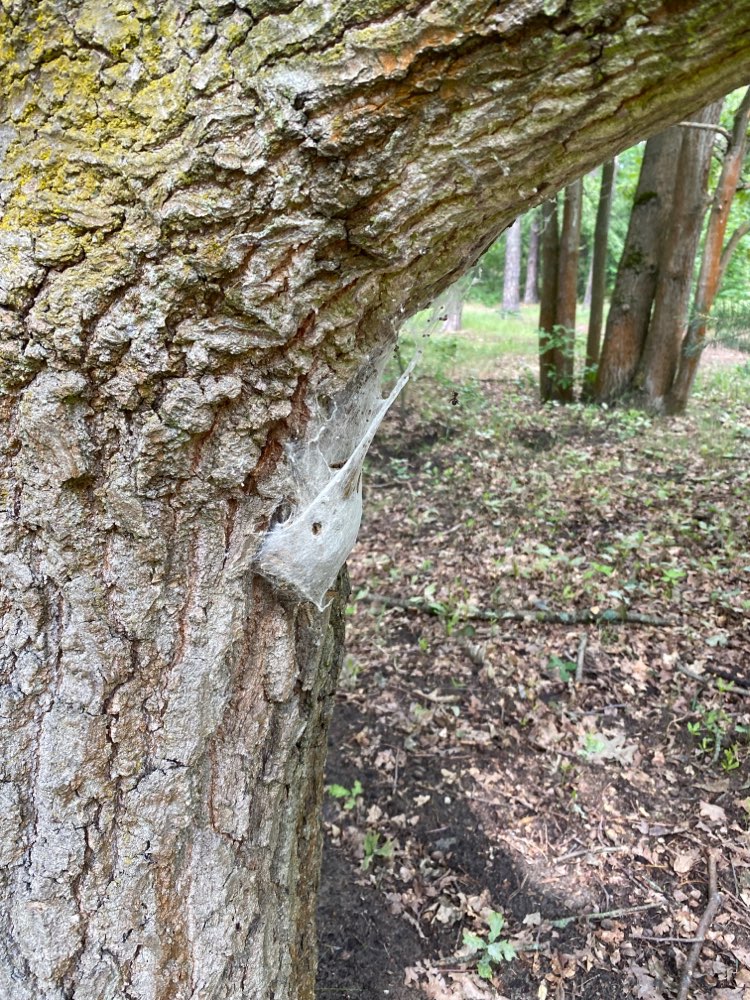 Giftköder-Eichenprozessionsspinner in Königsheide-Profilbild