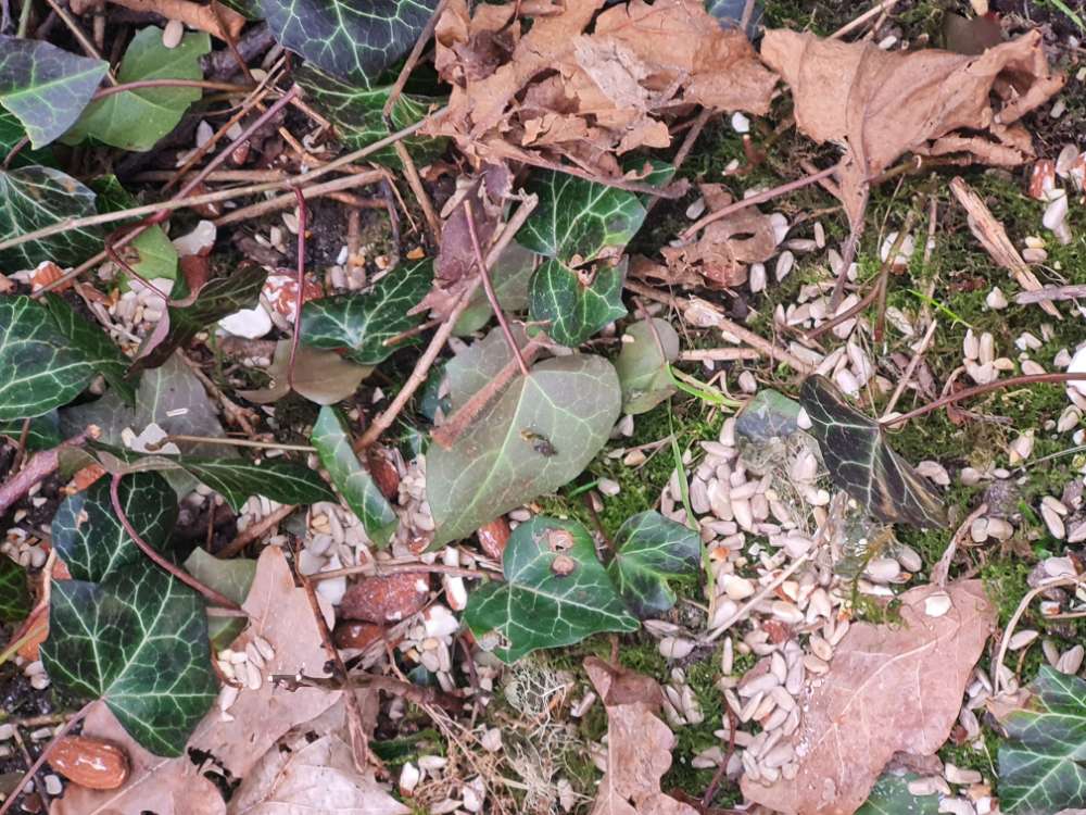 Giftköder-Evtl. Giftköder-Profilbild