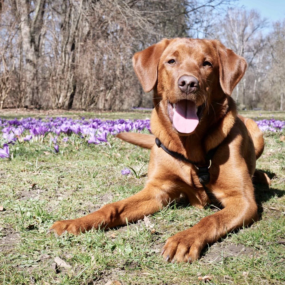Hundetreffen-Gemeinsamer Spaziergang 🥰-Profilbild