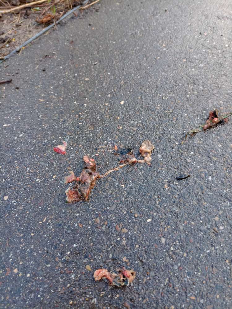 Giftköder-Fleischstücke-Profilbild