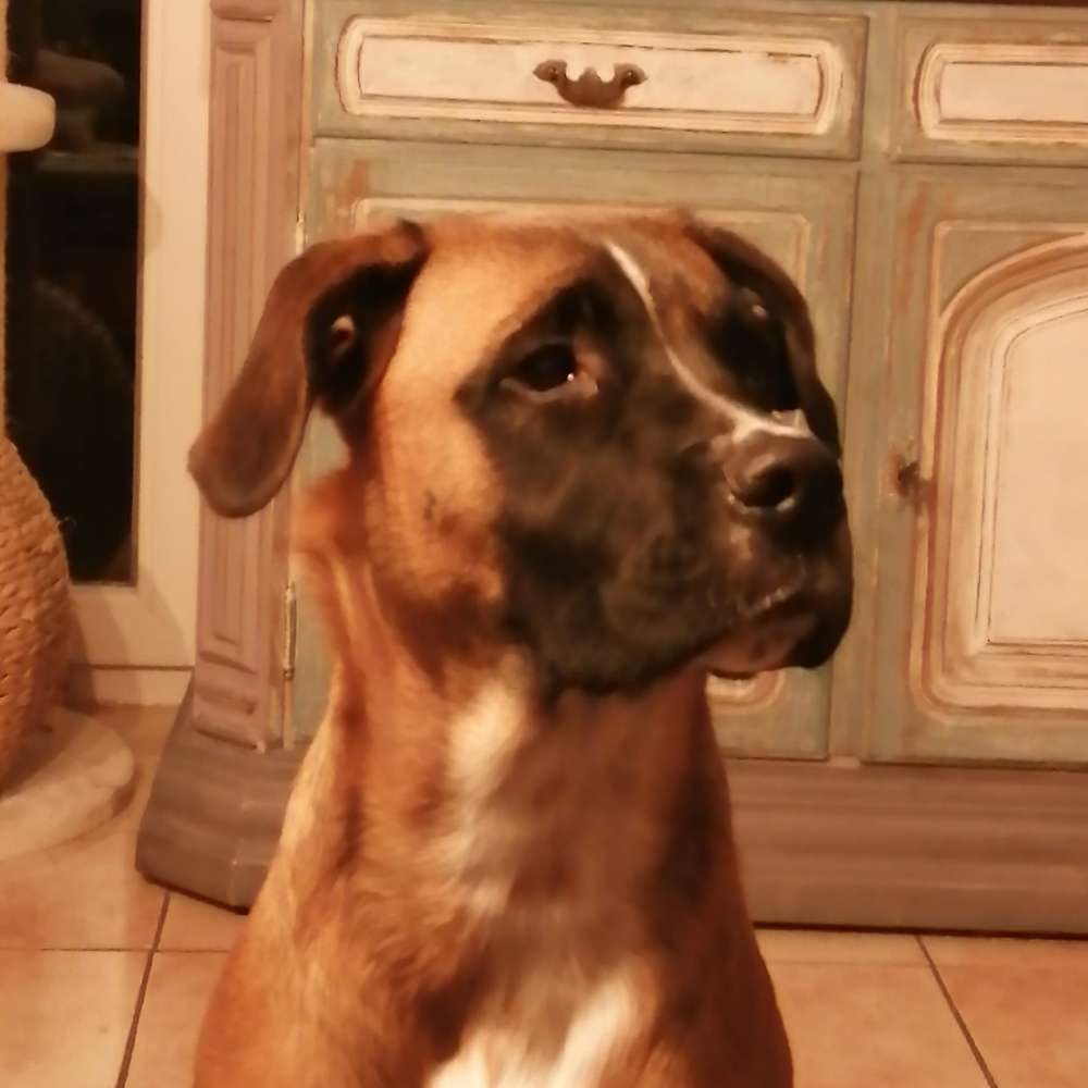 Hundetreffen-Hundespieltreffen mit Hope in Westerkappeln-Profilbild