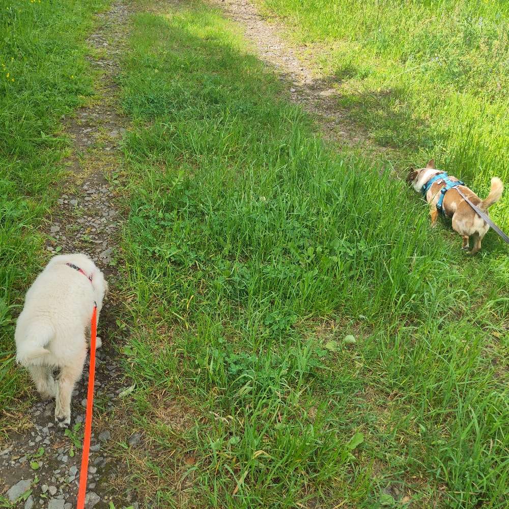Hundetreffen-Spielrunde/kleine Runden-Profilbild