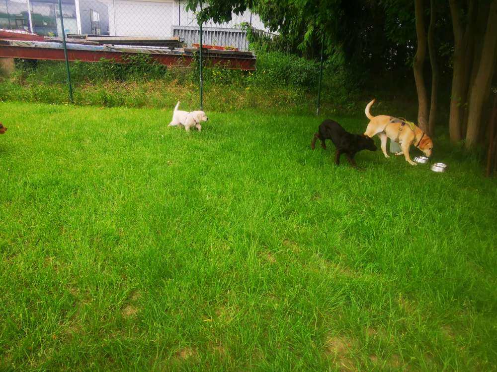 Hundetreffen-Spielrunde/kleine Runden-Profilbild