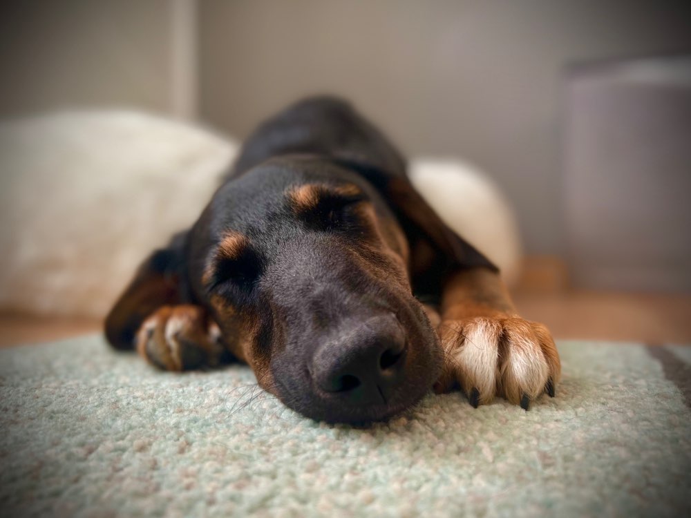 Hundetreffen-Übung: Kontakt zu anderen Hunden-Profilbild