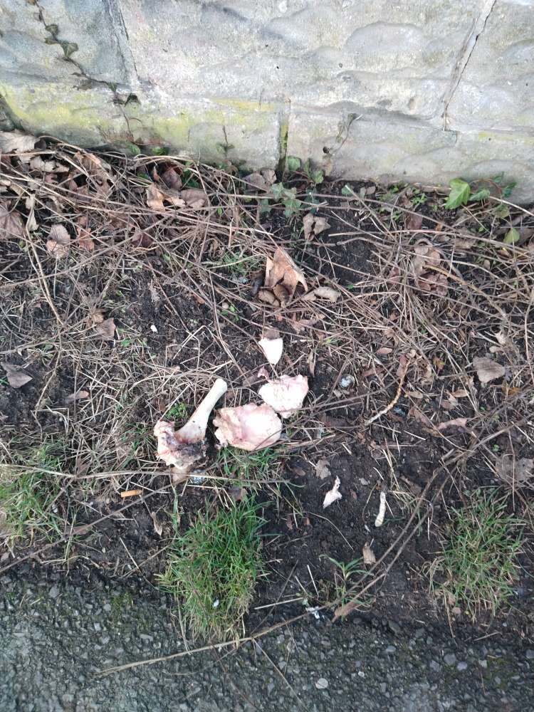 Giftköder-Fleisch mit großem Knochen-Profilbild