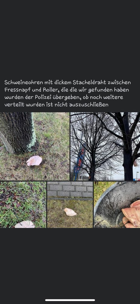 Giftköder-Schweineohr mit Stahldrat-Profilbild