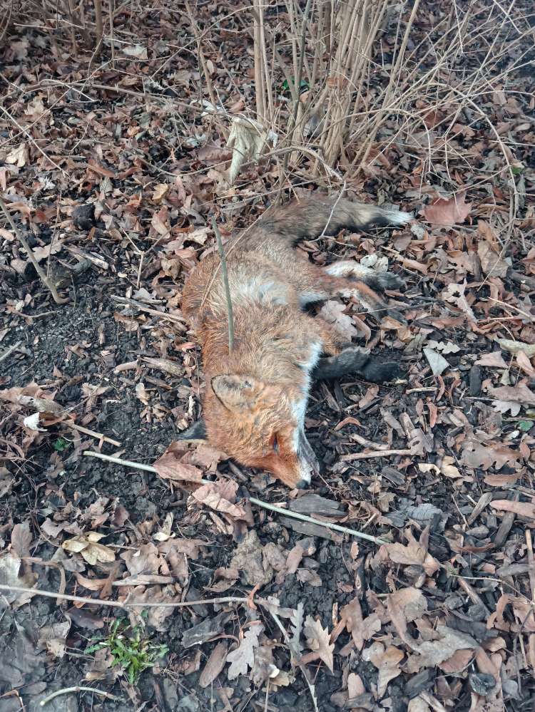 Giftköder-Toter Fuchs-Profilbild