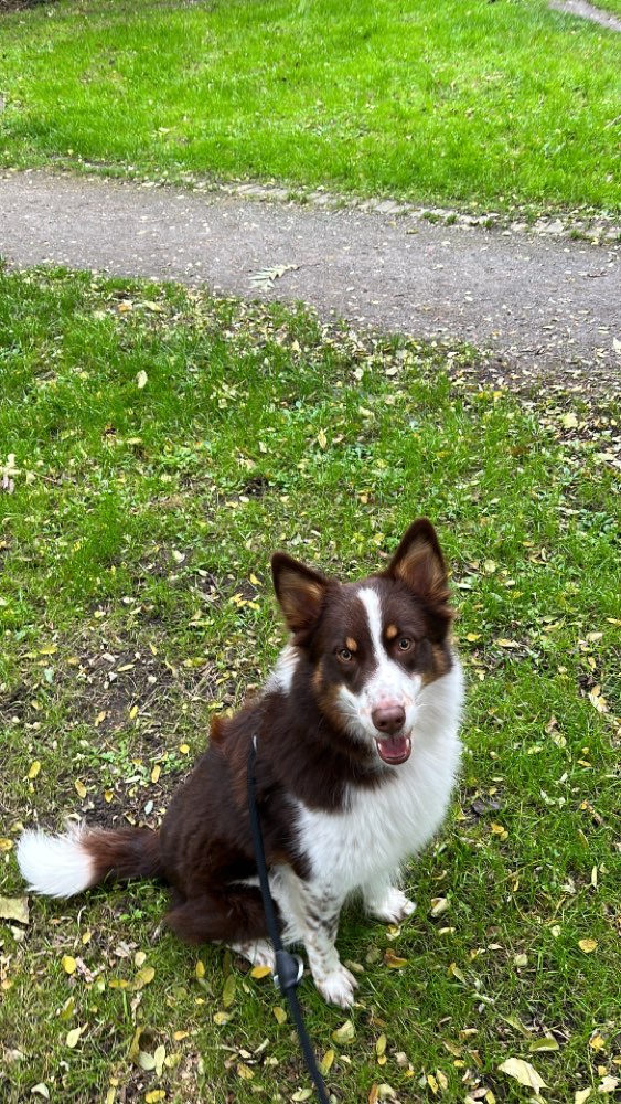 Hundetreffen-Gassi und Spielpartner gesucht-Profilbild