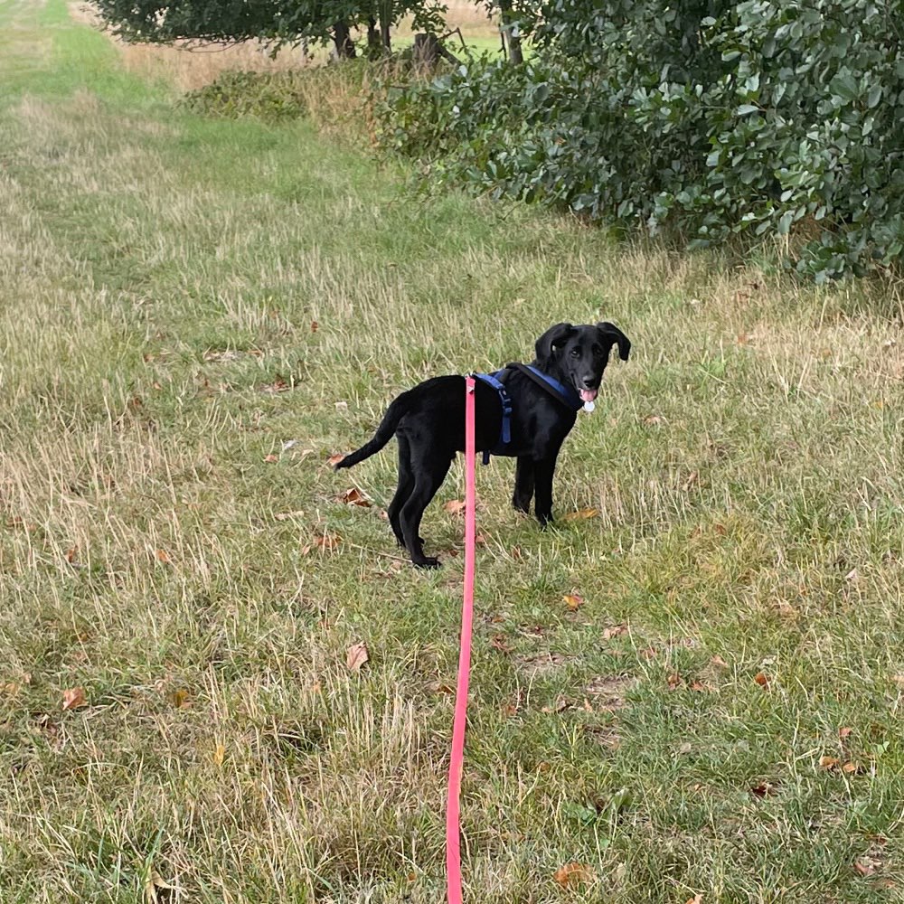 Hundetreffen-Spielen und spazieren-Profilbild