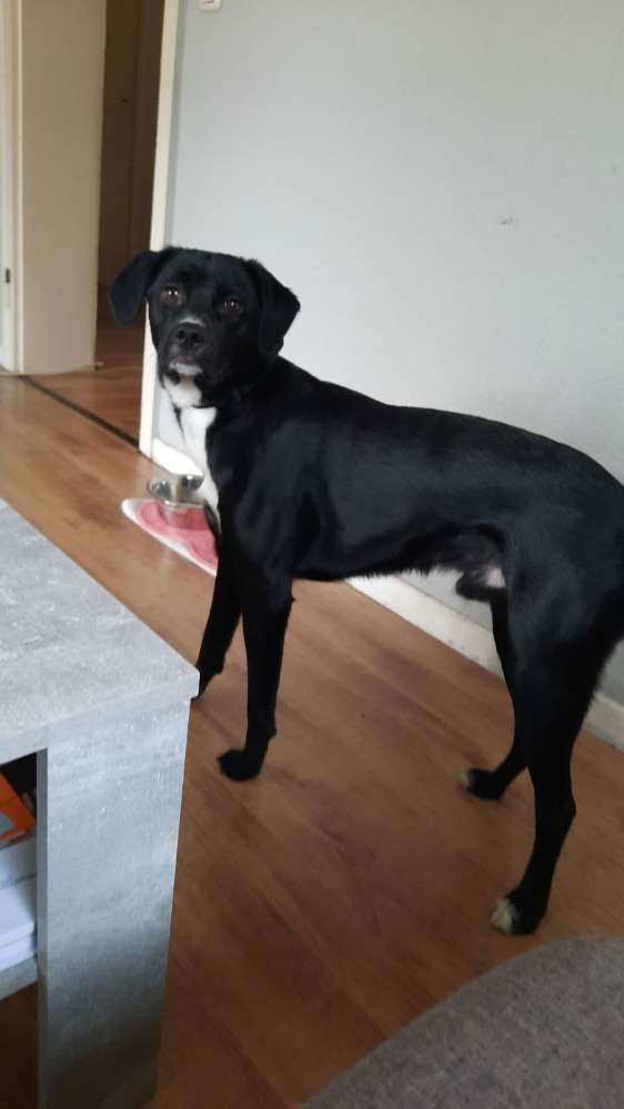 Hundetreffen-Spielkameraden für unser kleinen Joker-Profilbild