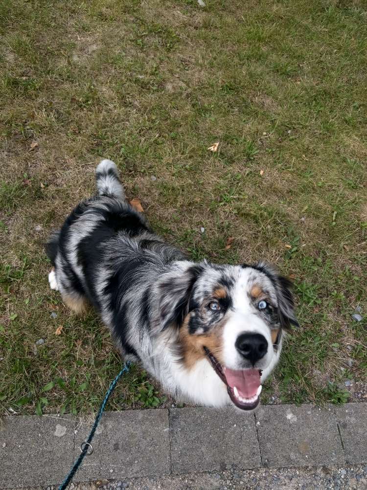 Hundetreffen-Gassi-und Spielrunde 🐾-Profilbild