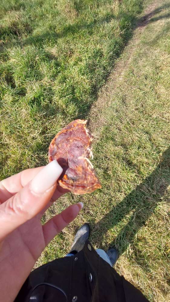 Giftköder-Stück Wurst gefunden-Profilbild