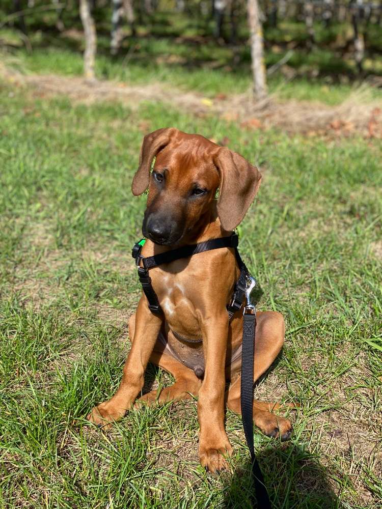 Hundetreffen-Gassirunde-Profilbild