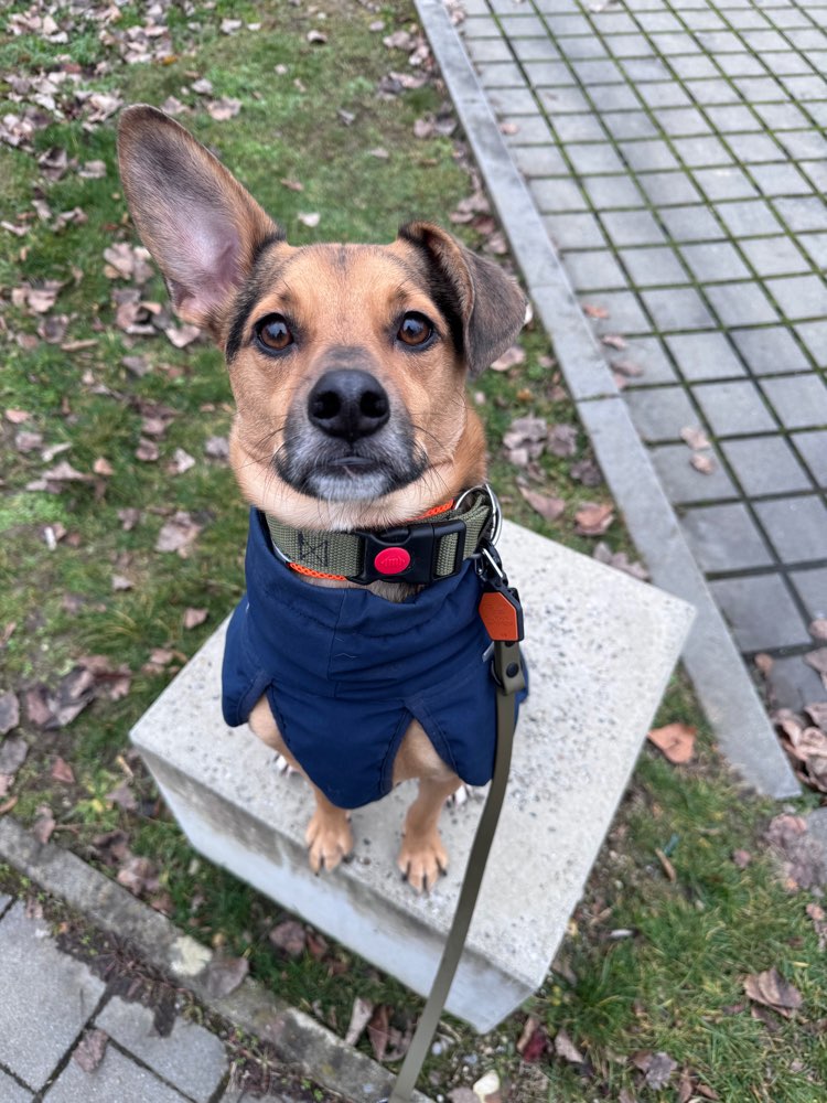 Hundetreffen-Gemeinsame Gassi Runden-Profilbild