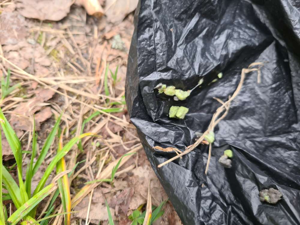 Giftköder-Vermutlich Rattengift-Profilbild