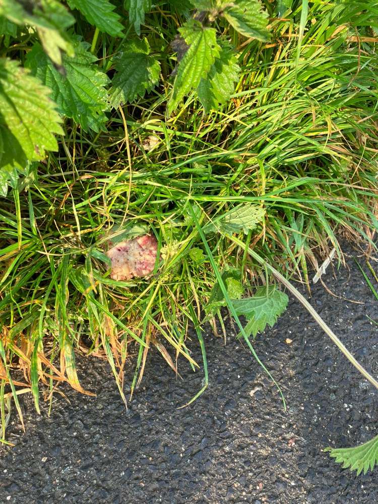 Giftköder-Wieder vermutlicher Giftköder in Lackhau-Profilbild