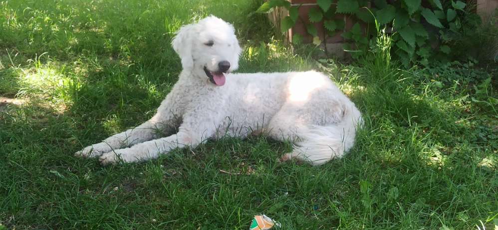 Hundetreffen-Gassi - Spiel - Freunde treffen-Profilbild
