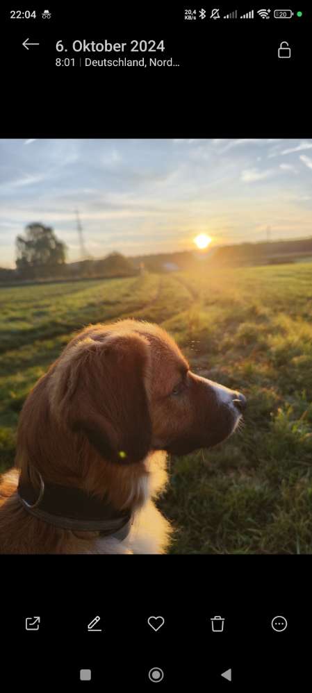 Hundetreffen-Spazierrunde-Profilbild