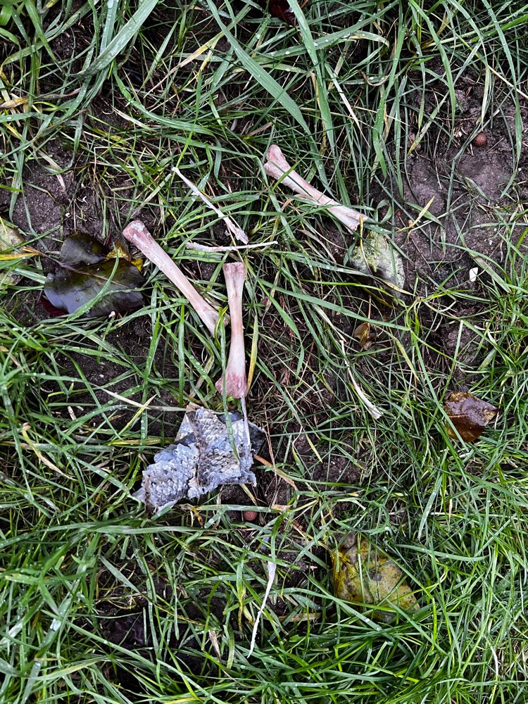 Giftköder-Möglicher Giftköder-Profilbild