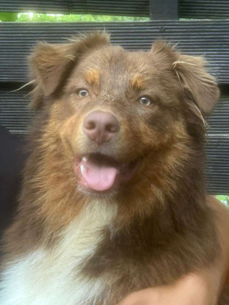 Hundetreffen-Spielrunden Fürth-Profilbild