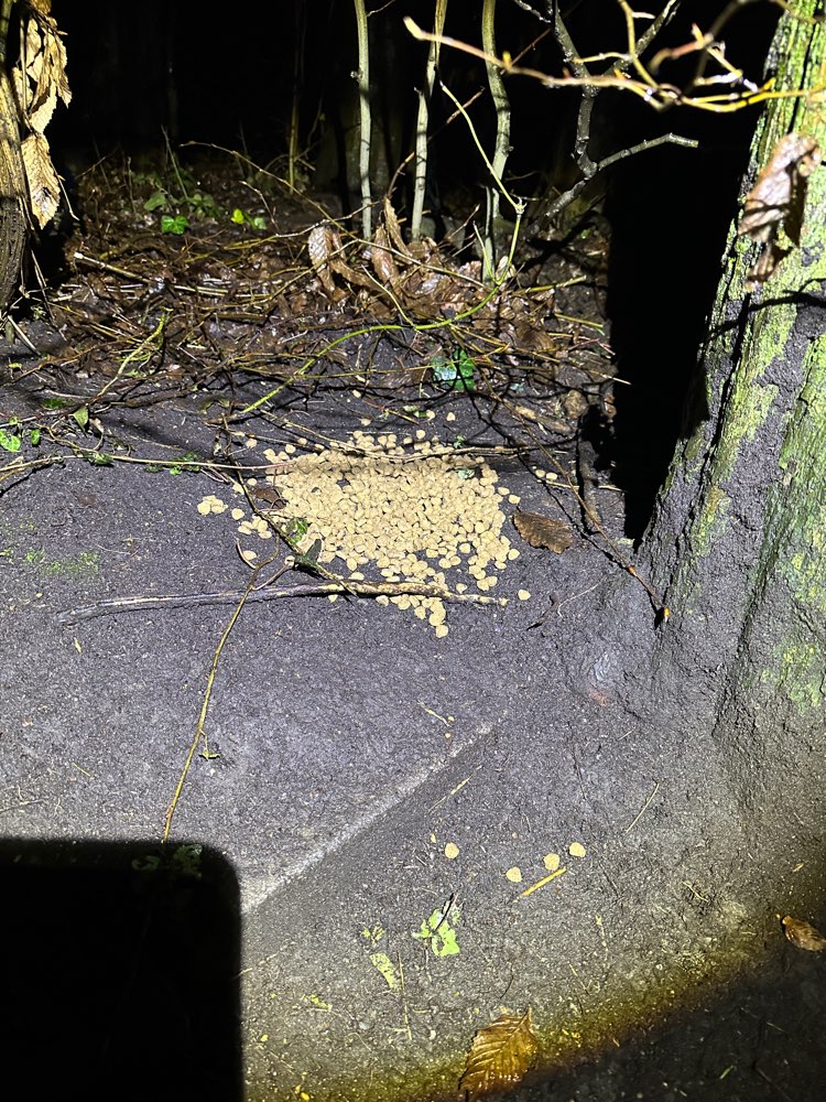 Giftköder-Größere Menge Trockenfutter-Profilbild