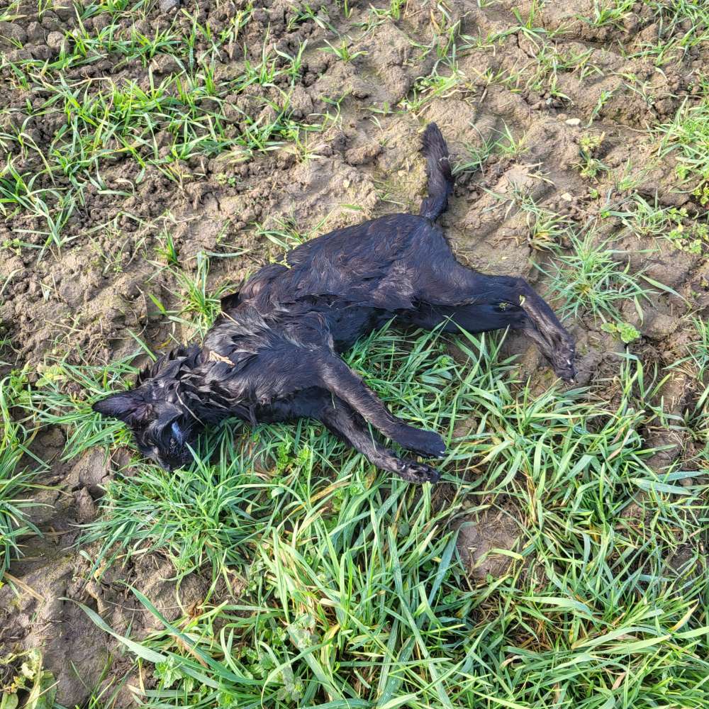 Giftköder-Tote Katze (Schwarz)-Profilbild