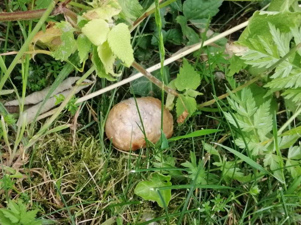 Giftköder-Giftköder-Profilbild