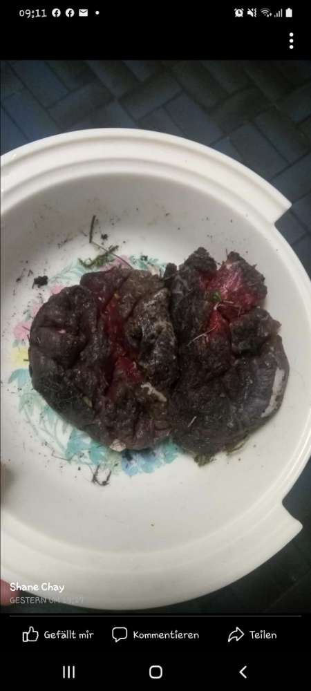 Giftköder-Mett mit warscheinlich frostschutz mitte-Profilbild