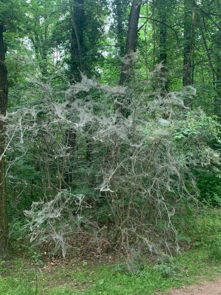 Giftköder-Raupennester-Profilbild