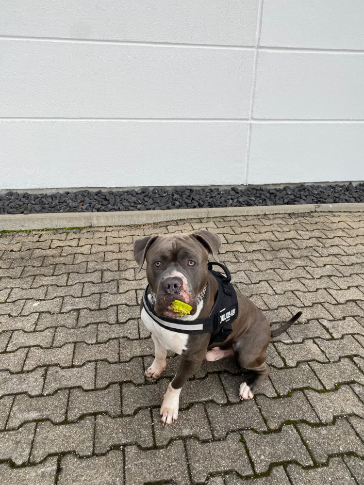 Hundetreffen-Spielen und Laufen 🐾-Profilbild