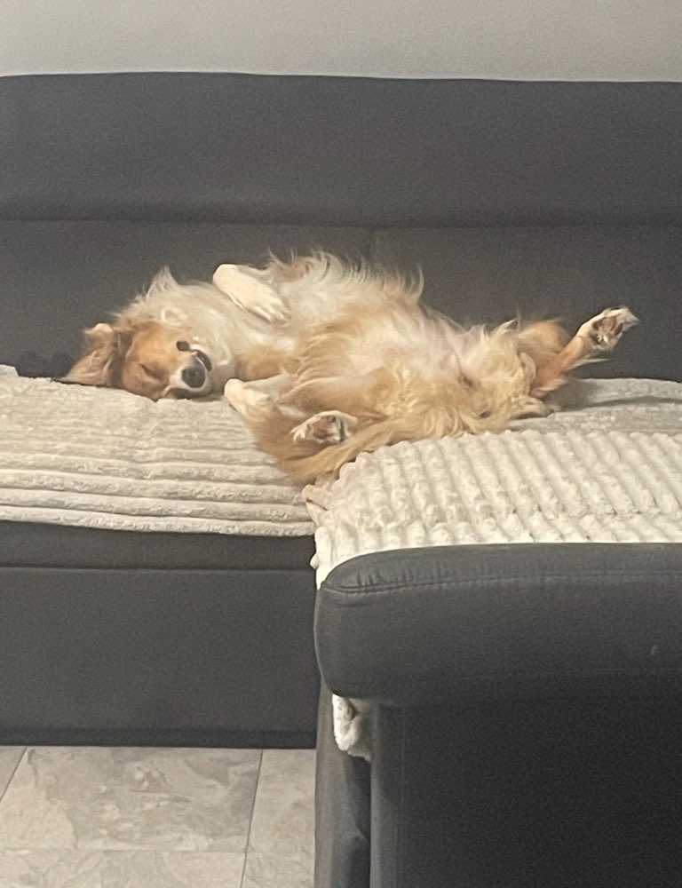 Hundetreffen-Spielkamerad für meine Hündin gesucht-Profilbild