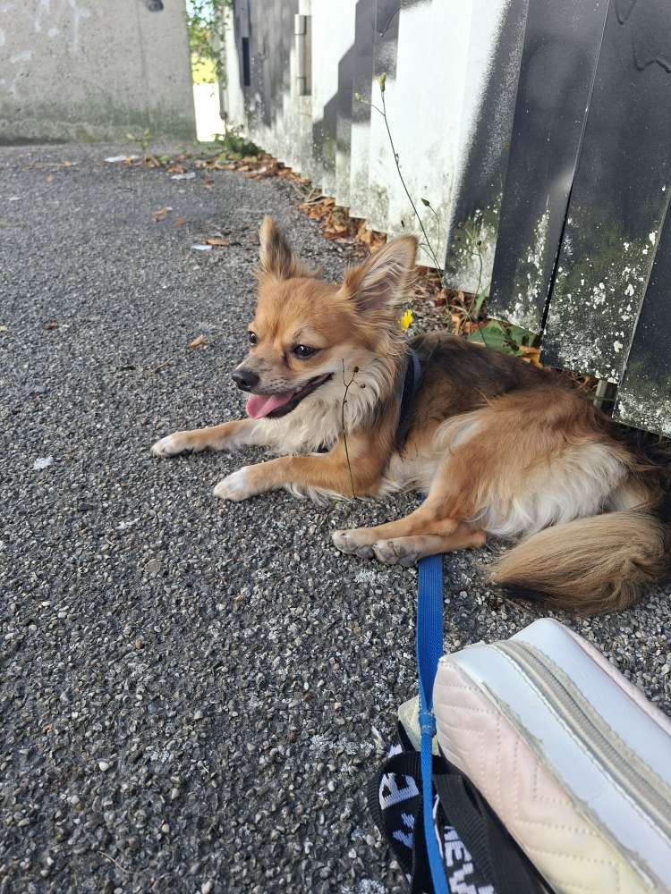 Hundetreffen-Langsames kennenlernen in trudering  oder München-Profilbild