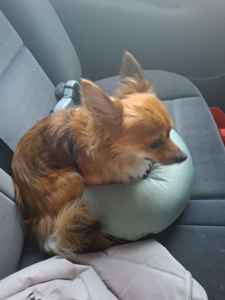 Hundetreffen-Langsamer Kontaktaufnahme-Profilbild