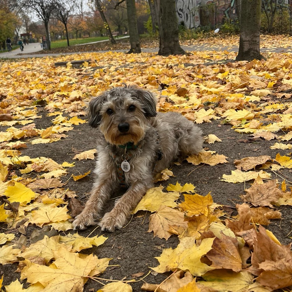 Hundetreffen-Social Walk Prenzlauer Berg-Profilbild