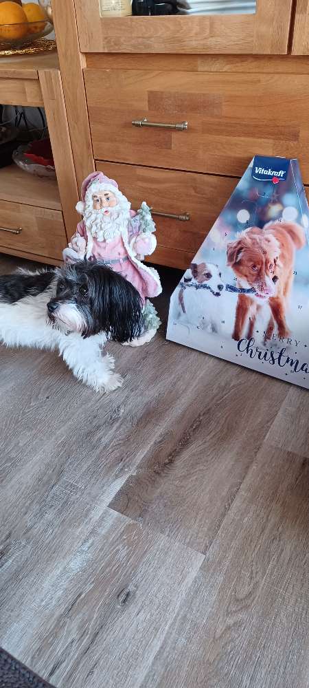 Giftköder-Fleischstücke in Schale an Mülltonnen-Profilbild