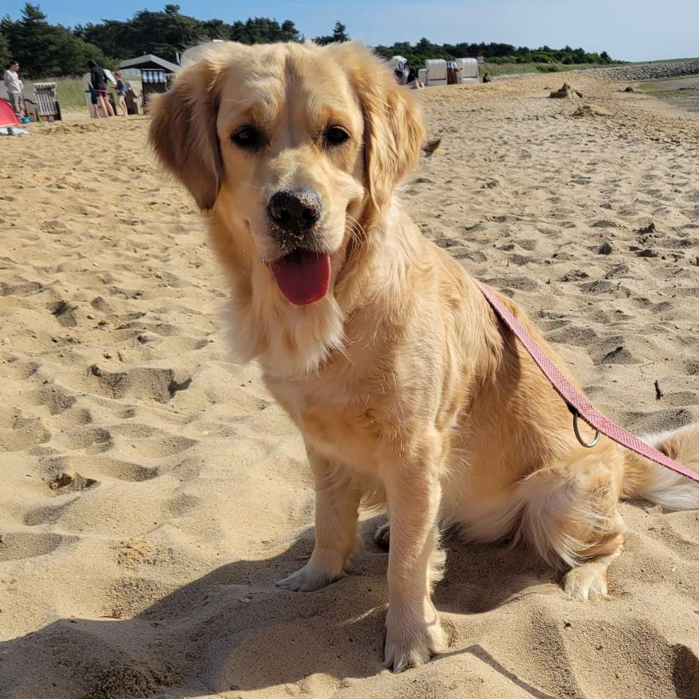 Hundetreffen-Spiel- und Spaziertreffen-Profilbild