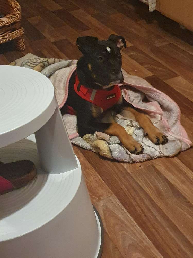 Hundetreffen-Spielstunde in aue-Profilbild