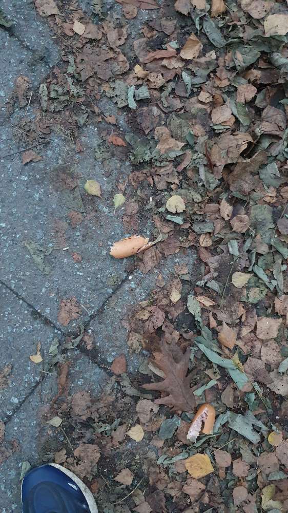 Giftköder-Versteckte Wurststückchen-Profilbild