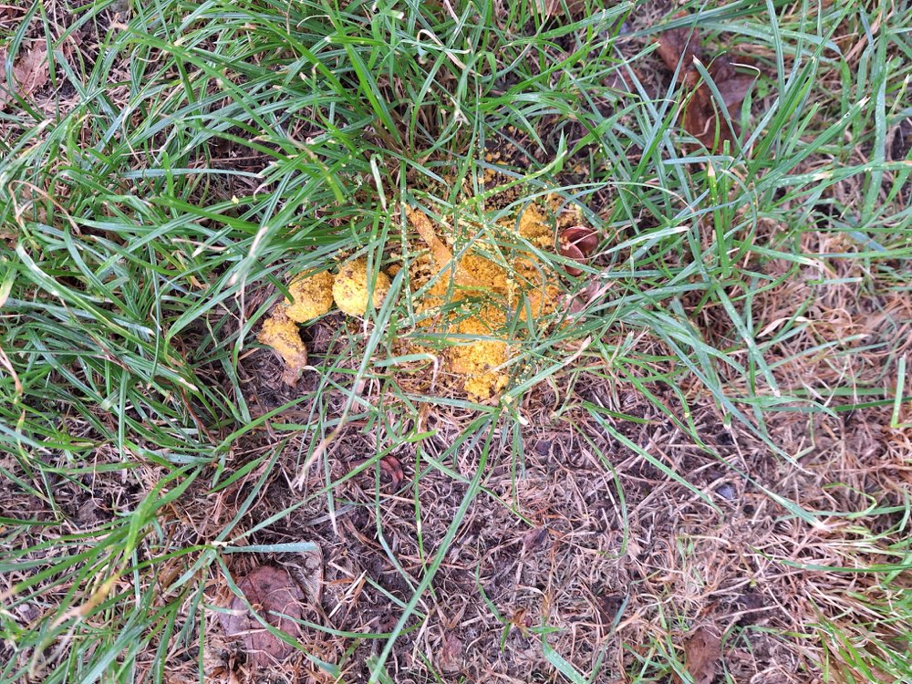 Giftköder-Giftköder Nähe des Nürnberger Hof-Profilbild