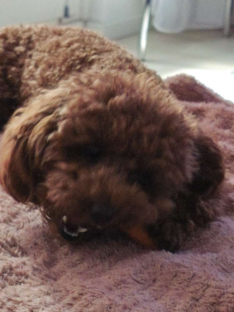 Hundetreffen-Freunde zum Spielen-Profilbild