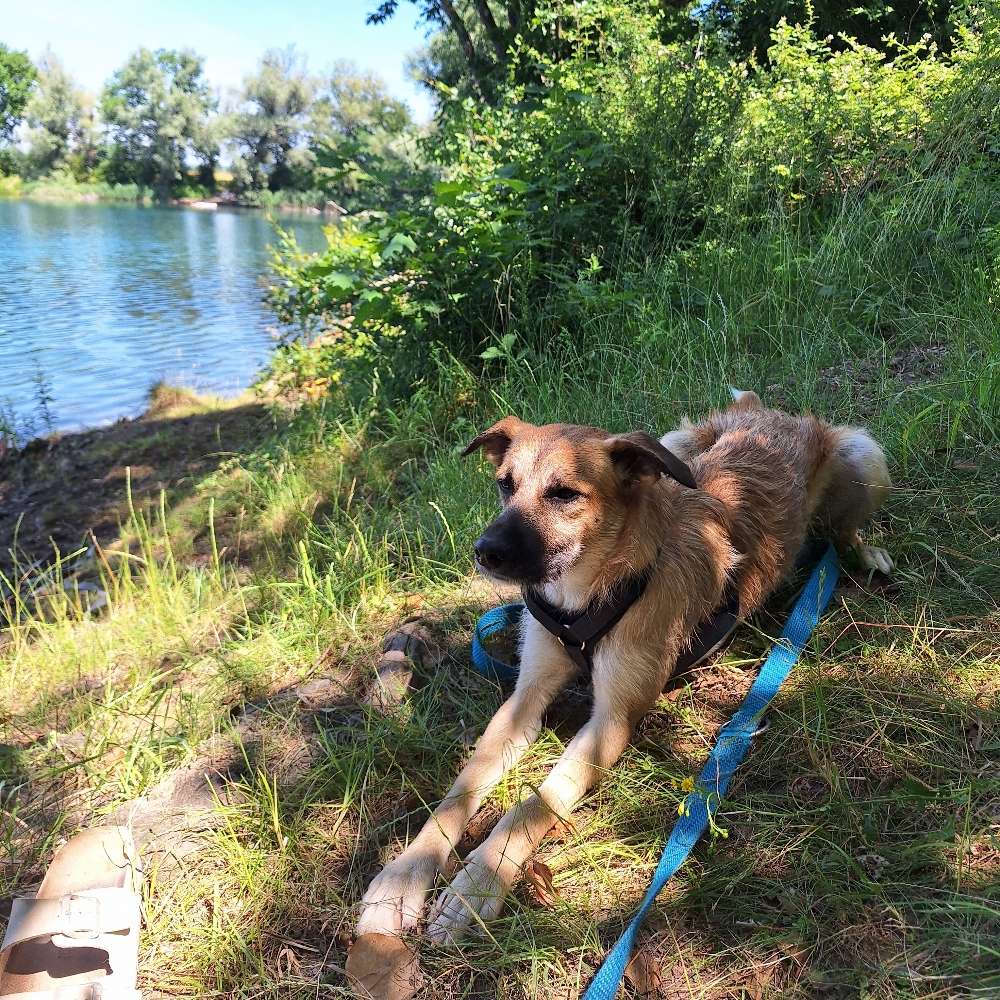 Hundetreffen-Spielpartner*in gesucht-Profilbild