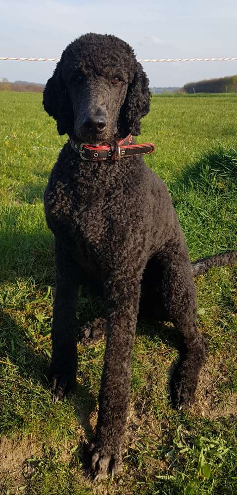 Hundetreffen-Spaziergänge mit spielbegeisterten,sozialverträglichen Hunden-Profilbild