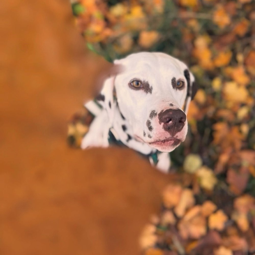 Hundetreffen-Dalmatiner Treffen-Profilbild
