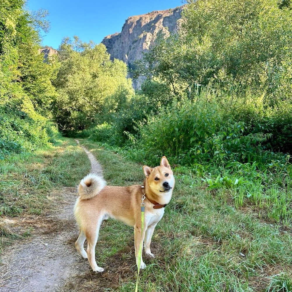Hundetreffen-Eine Runde Gassi gehen oder spielen-Profilbild