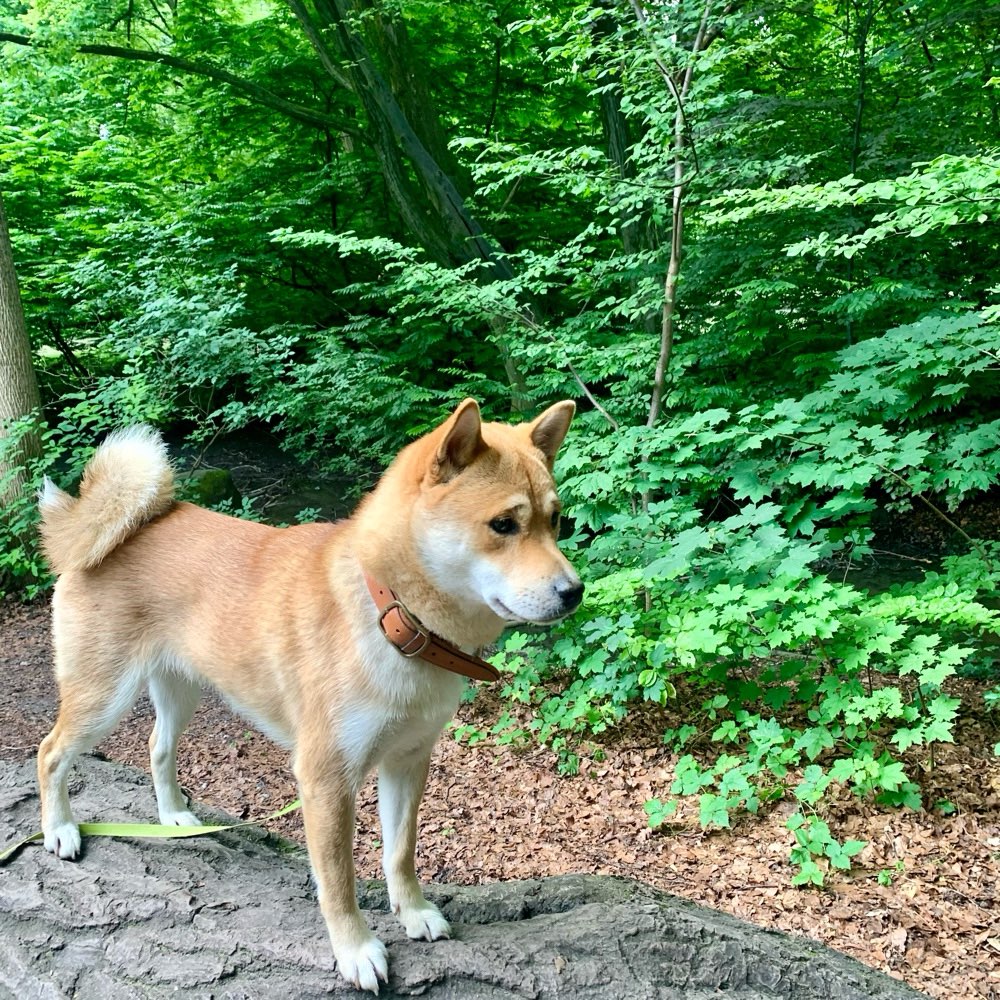 Hundetreffen-Eine Runde Gassi gehen oder spielen-Profilbild