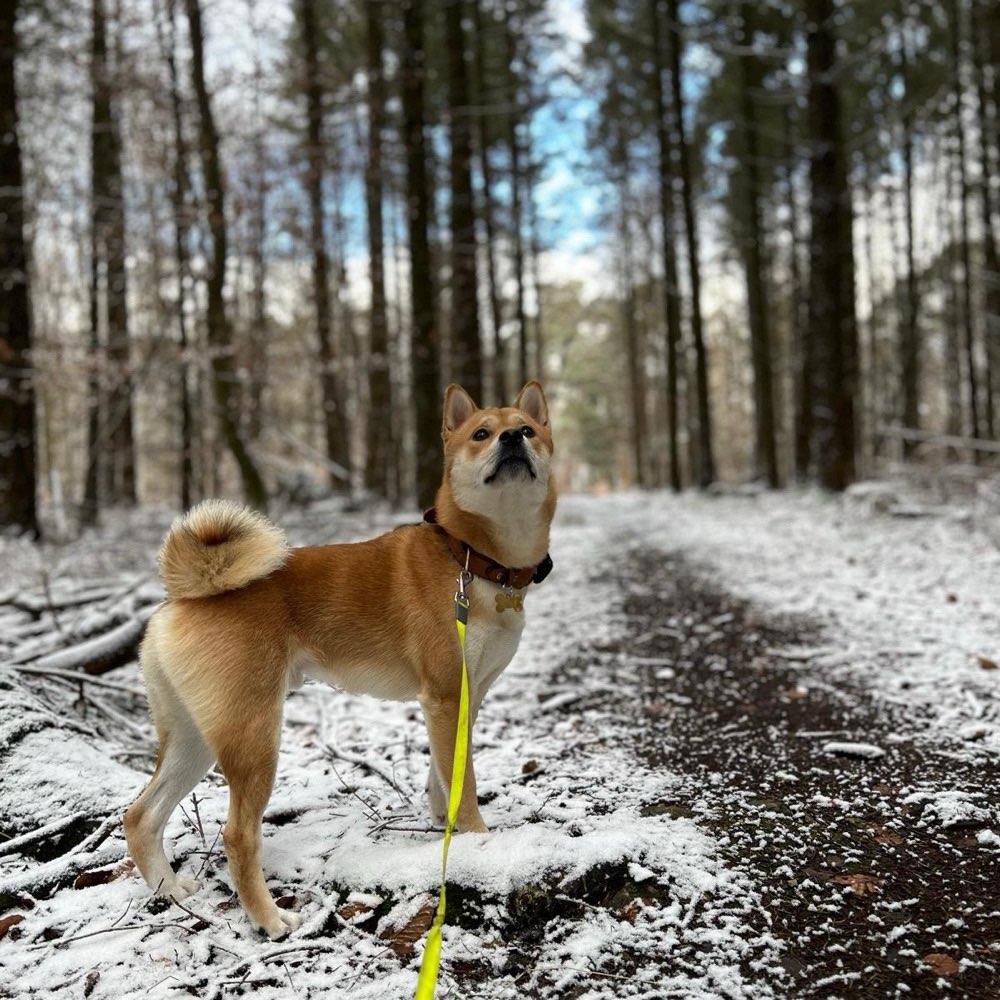 Hundetreffen-Eine Runde Gassi gehen oder spielen-Profilbild