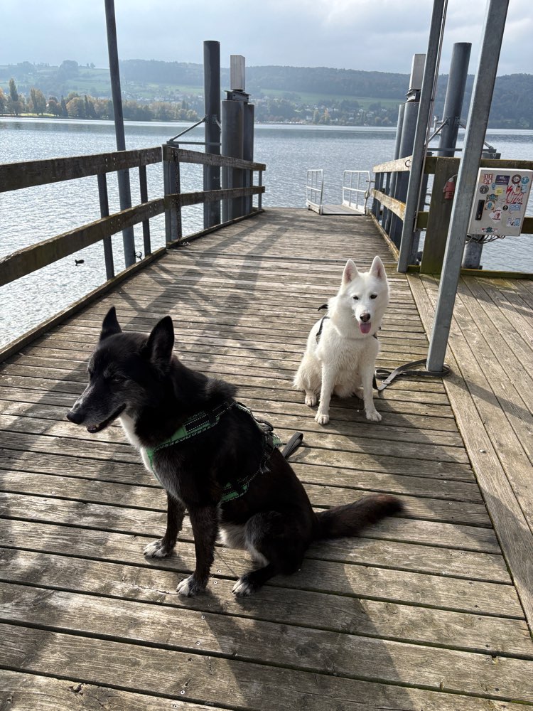 Hundetreffen-Hunderunden-Profilbild