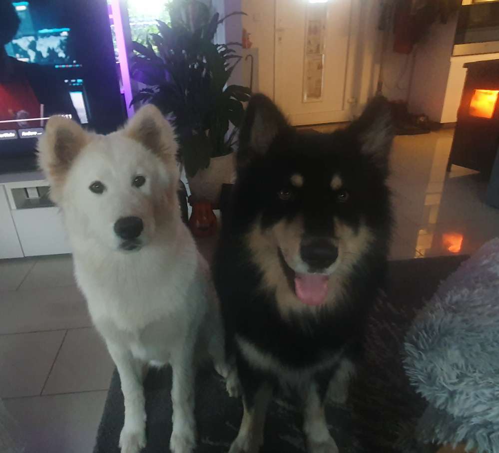 Hundetreffen-Treffen für lauffreudige (nordische) Hunde-Profilbild